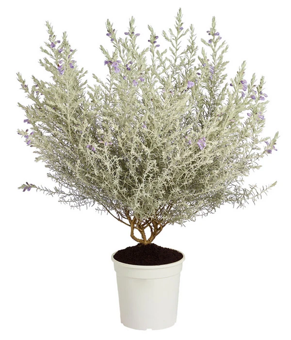 Emustrauch 3 Emustrauch