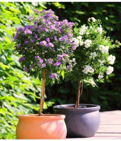 Jasminblütiger Nachtschatten, Stämmchen -Haus Pflanzen Welt 8591679 8591711 WE MO 001 SolanumJasminoidesLycianthesRantonnetiiKuebelpflanzenHerzigBlumenparkJuni2015