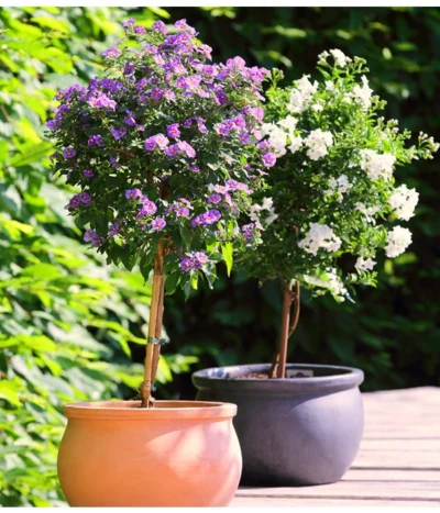 Enzianstrauch, Stämmchen -Haus Pflanzen Welt 8591679 WE MO 001 SolanumJasminoidesLycianthesRantonnetiiKuebelpflanzenHerzigBlumenparkJuni2015 8591711