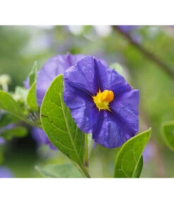 Enzianstrauch, Busch -Haus Pflanzen Welt 8591711 8596975 8591646 8275133 LycianthesRantonettieBlauPixabay