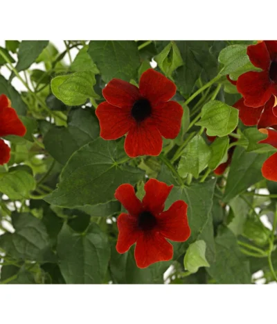 Schwarzäugige Susanne, Pyramide -Haus Pflanzen Welt 8591950 PR DE 001 ThunbergiaPyramideT17DehnerExpressHerzig