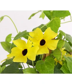 Schwarzäugige Susanne, Pyramide 13 Schwarzäugige Susanne, Pyramide -Haus Pflanzen Welt 8591950 PR DE 002 ThunbergiaPyramideT17DehnerExpressHerzig