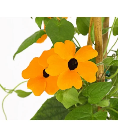 Schwarzäugige Susanne, Pyramide -Haus Pflanzen Welt 8591950 PR DE 003 ThunbergiaPyramideT17DehnerExpressHerzig