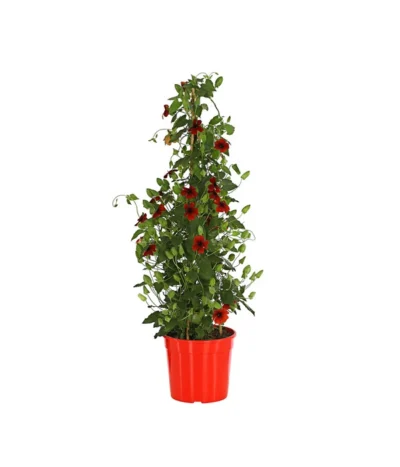 Schwarzäugige Susanne, Pyramide -Haus Pflanzen Welt 8591950 PR FS 001 ThunbergiaPyramideT17DehnerExpressHerzig