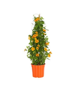 Schwarzäugige Susanne, Pyramide 11 Schwarzäugige Susanne, Pyramide -Haus Pflanzen Welt 8591950 PR FS 003 ThunbergiaPyramideT17DehnerExpressHerzig