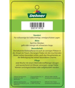 Schwarzäugige Susanne, Pyramide 17 Schwarzäugige Susanne, Pyramide -Haus Pflanzen Welt 8591950 SchwarzaeugigeSusanne Etikett 2