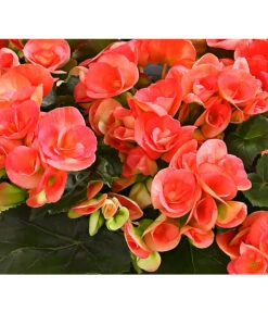 Elatior-Begonie - Begonia Elatior, Busch, Verschiedene Sorten -Haus Pflanzen Welt 8593600 WE DE 001 BegonieBegoniaElatiorKuebelT23DehnerExpressHerzig