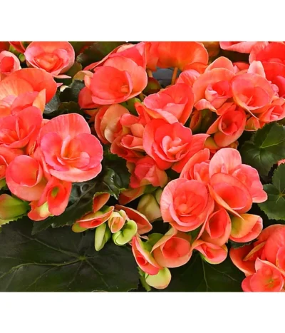 Elatior-Begonie - Begonia Elatior, Busch, Verschiedene Sorten -Haus Pflanzen Welt 8593600 WE DE 001 BegonieBegoniaElatiorKuebelT23DehnerExpressHerzig