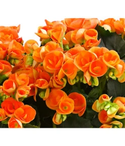 Elatior-Begonie - Begonia Elatior, Busch, Verschiedene Sorten -Haus Pflanzen Welt 8593600 WE DE 002 BegonieBegoniaElatiorKuebelT23DehnerExpressHerzig