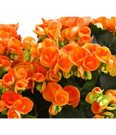 Elatior-Begonie - Begonia Elatior, Busch, Verschiedene Sorten -Haus Pflanzen Welt 8593600 WE DE 002 BegonieBegoniaElatiorKuebelT23DehnerExpressHerzig