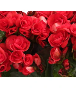 Elatior-Begonie - Begonia Elatior, Busch, Verschiedene Sorten -Haus Pflanzen Welt 8593600 WE DE 003 BegonieBegoniaElatiorKuebelT23DehnerExpressHerzig