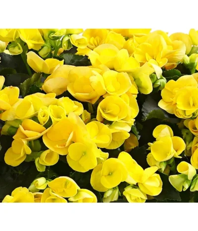 Elatior-Begonie - Begonia Elatior, Busch, Verschiedene Sorten -Haus Pflanzen Welt 8593600 WE DE 004 BegonieBegoniaElatiorKuebelT23DehnerExpressHerzig