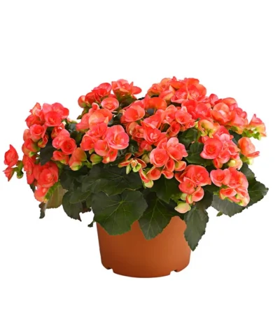 Elatior-Begonie - Begonia Elatior, Busch, Verschiedene Sorten -Haus Pflanzen Welt 8593600 WE FS 001 BegonieBegoniaElatiorKuebelT23DehnerExpressHerzig1