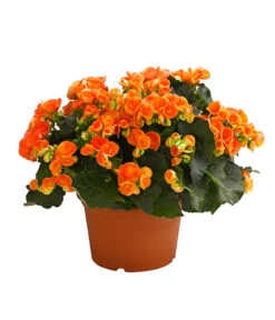 Elatior-Begonie - Begonia Elatior, Busch, Verschiedene Sorten -Haus Pflanzen Welt 8593600 WE FS 002 BegonieBegoniaElatiorKuebelT23DehnerExpressHerzig1