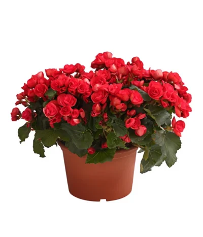 Elatior-Begonie - Begonia Elatior, Busch, Verschiedene Sorten -Haus Pflanzen Welt 8593600 WE FS 003 BegonieBegoniaElatiorKuebelT23DehnerExpressHerzig1