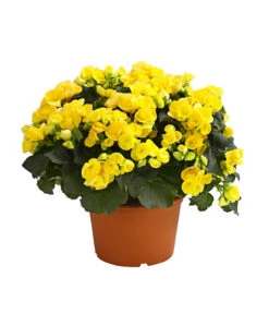 Elatior-Begonie - Begonia Elatior, Busch, Verschiedene Sorten -Haus Pflanzen Welt 8593600 WE FS 004 BegonieBegoniaElatiorKuebelT23DehnerExpressHerzig1