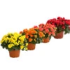 Elatior-Begonie - Begonia Elatior, Busch, Verschiedene Sorten -Haus Pflanzen Welt 8593600 WE FS Mix BegonieBegoniaElatiorKuebelT23DehnerExpressHerzig