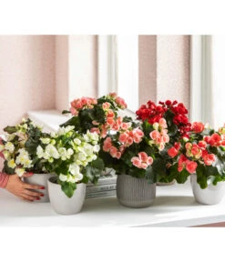Elatior-Begonie - Begonia Elatior, Busch, Verschiedene Sorten -Haus Pflanzen Welt 8593600 WE MO 001 Gartenbegonie Content 2021