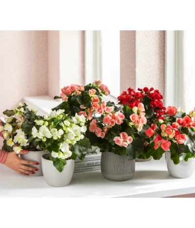 Elatior-Begonie - Begonia Elatior, Busch, Verschiedene Sorten -Haus Pflanzen Welt 8593600 WE MO 001 Gartenbegonie Content 2021