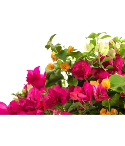 Drillingsblumen-Trio, Stämmchen -Haus Pflanzen Welt 8593733 WE DE 001 BougainvilleaTwinStammT25