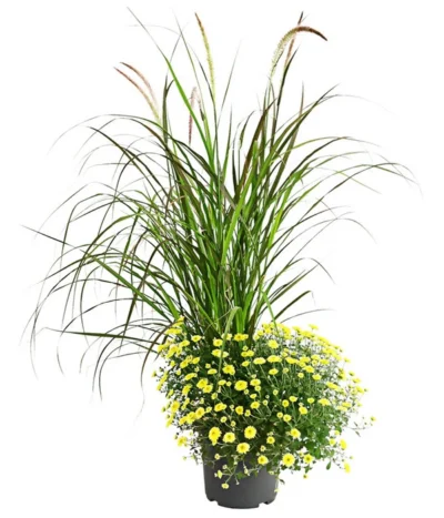 Herbst-Chrysantheme Mit Ziergras