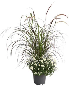 Herbst-Chrysantheme Mit Ziergras -Haus Pflanzen Welt 8594269 PR FS 003 ChrysanthemumMultifloraMitPennisetumRubrumT25OWDehnerExpressHerzig