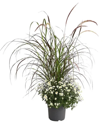 Herbst-Chrysantheme Mit Ziergras 12 Herbst-Chrysantheme Mit Ziergras -Haus Pflanzen Welt 8594269 PR FS 003 ChrysanthemumMultifloraMitPennisetumRubrumT25OWDehnerExpressHerzig