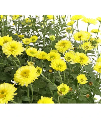 Herbst-Chrysantheme Mit Ziergras 13 Herbst-Chrysantheme Mit Ziergras -Haus Pflanzen Welt 8594269 WE DE 001 ChrysanthemumMultifloraMitPennisetumRubrum25DehnerExpressHerzig