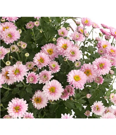 Herbst-Chrysantheme Mit Ziergras 14 Herbst-Chrysantheme Mit Ziergras -Haus Pflanzen Welt 8594269 WE DE 002 ChrysanthemumMultifloraMitPennisetumRubrum25DehnerExpressHerzig