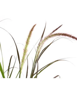 Herbst-Chrysantheme Mit Ziergras -Haus Pflanzen Welt 8594269 WE DE 004 ChrysanthemumMultifloraMitPennisetumRubrum25DehnerExpressHerzig