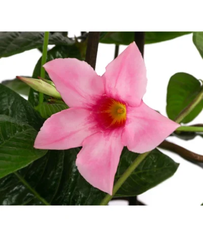 Dipladenie, Pyramide, Rosa -Haus Pflanzen Welt 8594434 WE DE 001 MandevillaPyramidePinkT17