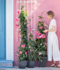 Kunststoff-Topf Padua, Rund 11 Kunststoff-Topf Padua, Rund -Haus Pflanzen Welt 8594434 WE MO 001 DiplandenienMadevilla