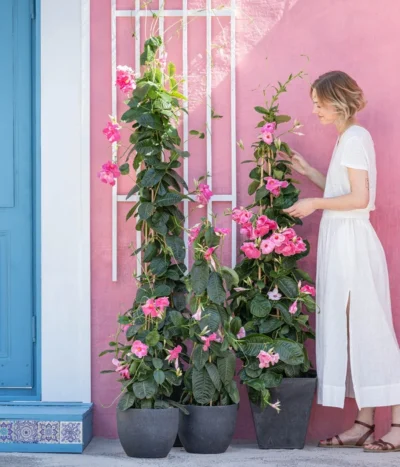 Kunststoff-Topf Padua, Rund 11 Kunststoff-Topf Padua, Rund -Haus Pflanzen Welt 8594434 WE MO 001 DiplandenienMadevilla