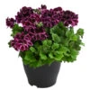 Edelpelargonie, Verschiedene Farben -Haus Pflanzen Welt 8594541 WE FS 001 EdelpelargonieBuschT23