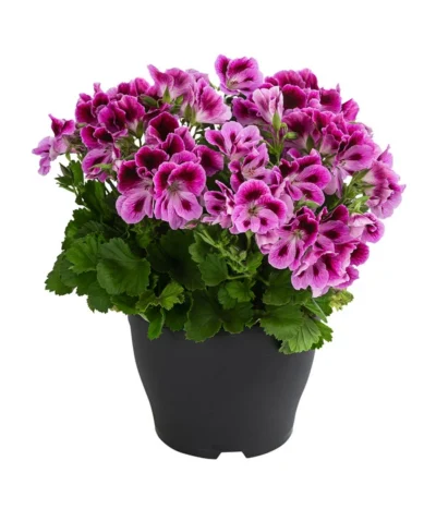 Edelpelargonie, Verschiedene Farben -Haus Pflanzen Welt 8594541 WE FS 002 EdelpelargonieBuschT23