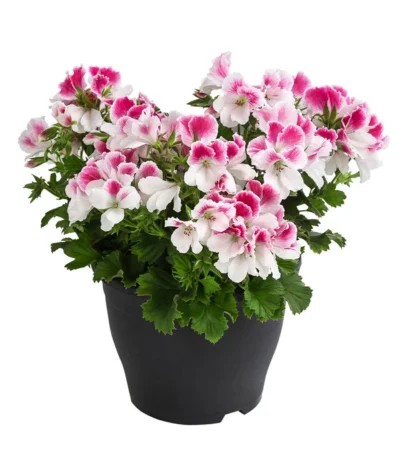Edelpelargonie, Verschiedene Farben -Haus Pflanzen Welt 8594541 WE FS 003 EdelpelargonieBuschT23