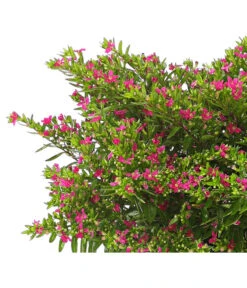 Köcherblümchen, Busch, Verschiedene Farben -Haus Pflanzen Welt 8594673 WE DE 001 CupheaT17DehnerExpressHerzig