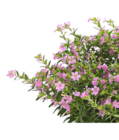 Köcherblümchen, Busch, Verschiedene Farben -Haus Pflanzen Welt 8594673 WE DE 002 CupheaT17DehnerExpressHerzig