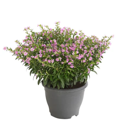 Köcherblümchen, Busch, Verschiedene Farben -Haus Pflanzen Welt 8594673 WE FS 002 CupheaT17DehnerExpressHerzig