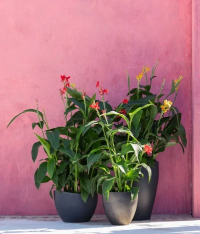 Indisches Blumenrohr, Verschiedene Sorten -Haus Pflanzen Welt 8594798 WE MO 001 CannaIndicaMixT23