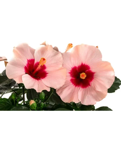 Hibiskus In Schale, Verschiedene Sorten -Haus Pflanzen Welt 8595225 WE DE 002 HibiskusSchaleT21