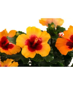 Hibiskus In Schale, Verschiedene Sorten 17 Hibiskus In Schale, Verschiedene Sorten -Haus Pflanzen Welt 8595225 WE DE 003 HibiskusSchaleT21