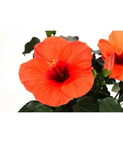 Hibiskus In Schale, Verschiedene Sorten 18 Hibiskus In Schale, Verschiedene Sorten -Haus Pflanzen Welt 8595225 WE DE 004 HibiskusSchaleT21