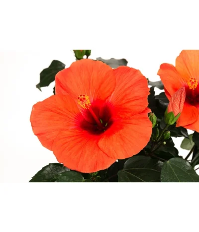 Hibiskus In Schale, Verschiedene Sorten -Haus Pflanzen Welt 8595225 WE DE 004 HibiskusSchaleT21