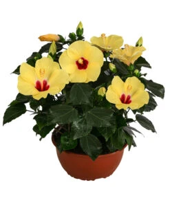 Hibiskus In Schale, Verschiedene Sorten 15 Hibiskus In Schale, Verschiedene Sorten -Haus Pflanzen Welt 8595225 WE FS 001 HibiskusSchaleT21