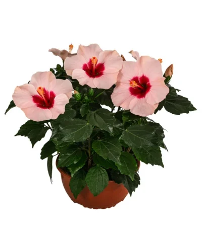 Hibiskus In Schale, Verschiedene Sorten -Haus Pflanzen Welt 8595225 WE FS 002 HibiskusSchaleT21