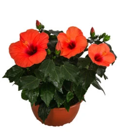 Hibiskus In Schale, Verschiedene Sorten 14 Hibiskus In Schale, Verschiedene Sorten -Haus Pflanzen Welt 8595225 WE FS 004 HibiskusSchaleT21