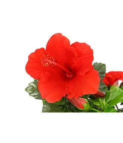 Zimmerhibiskus - Hibiscus Rosa-sinensis, Verschiedene Sorten 16 Zimmerhibiskus - Hibiscus Rosa-sinensis, Verschiedene Sorten -Haus Pflanzen Welt 8595241 PR DE 001 HibiscusMixBuschT17DehnerExpressHerzig