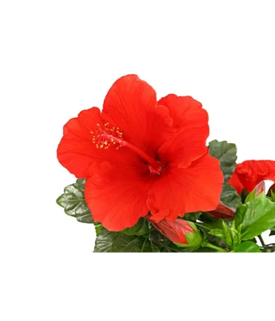 Zimmerhibiskus - Hibiscus Rosa-sinensis, Verschiedene Sorten -Haus Pflanzen Welt 8595241 PR DE 001 HibiscusMixBuschT17DehnerExpressHerzig