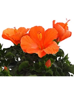 Zimmerhibiskus - Hibiscus Rosa-sinensis, Verschiedene Sorten 17 Zimmerhibiskus - Hibiscus Rosa-sinensis, Verschiedene Sorten -Haus Pflanzen Welt 8595241 WE DE 001 HibiskusHibiscusBuschT17DehnerExpressHerzig